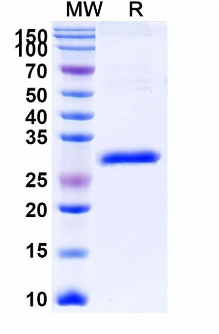 TD-HY286066_1.jpg