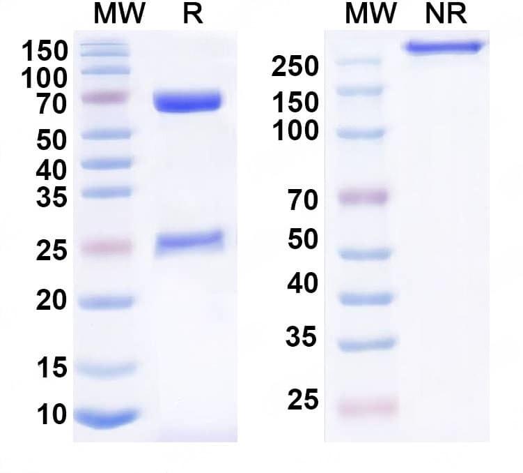 TD-HY389107_1.jpg