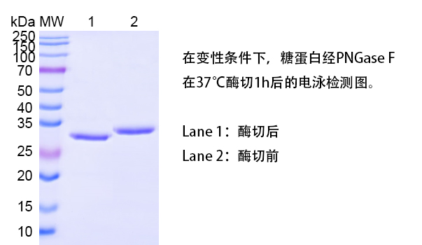 TD-CSE00005_2.jpg