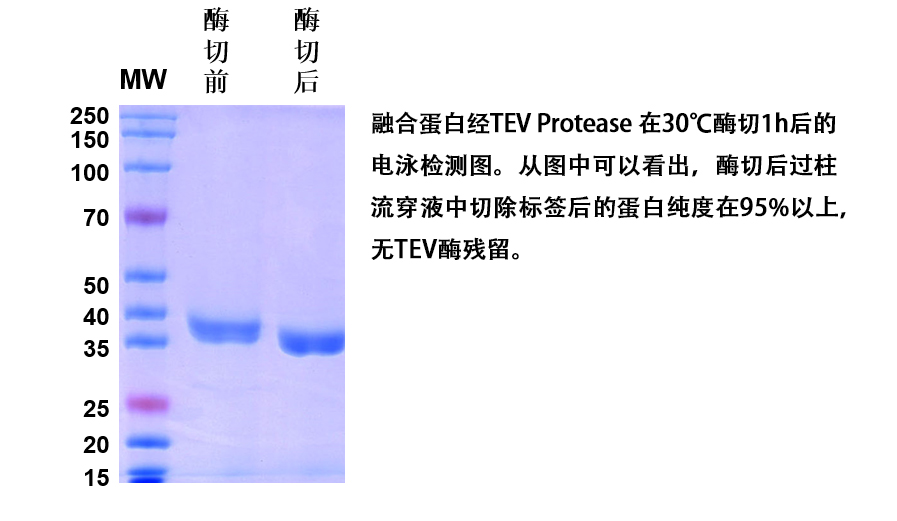 TD-CSE00001_2.jpg