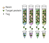 transmembrane-protein-service-step-2c目标蛋白表达与纯化.png