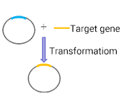 质粒构建transmembrane-protein-service-step-1a.png