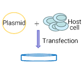 小试表达transmembrane-protein-service-step-1b.png