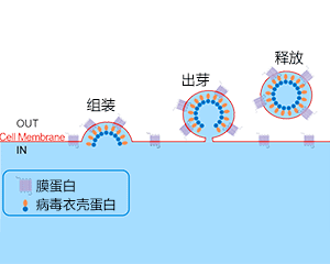 病毒样颗粒 (VLPs) 技术平台_TP-list-img01.png