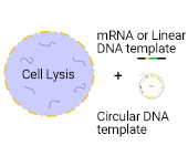 transmembrane-protein-service-step-2a质粒构建及制备.png