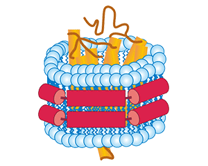 Nanodisc技术平台_TP-list-img03.png