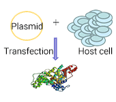 扩大表达与纯化transmembrane-protein-service-step-1c.png