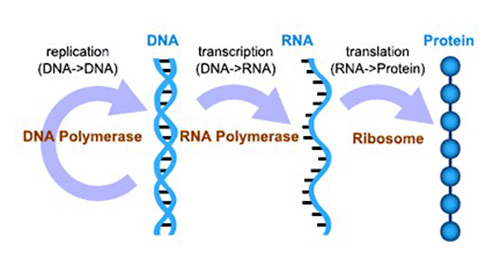 genetic central dogma-img1.jpg