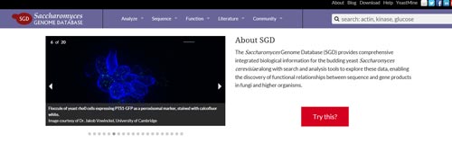 SGD.jpeg
