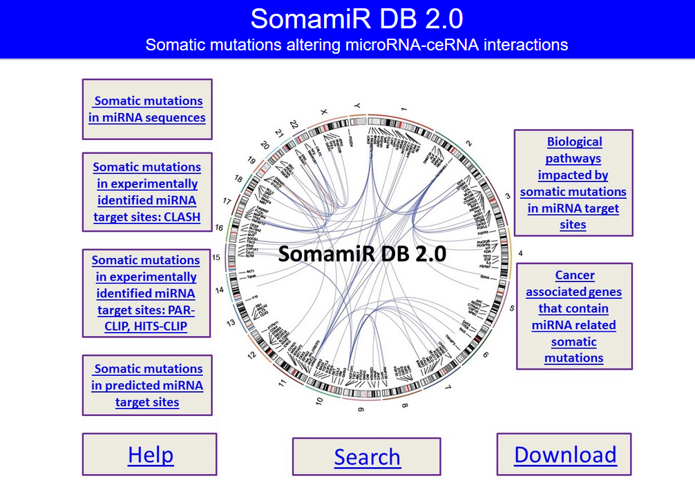 SomamiR.png