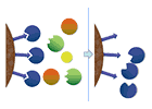Yeast-service-content-3.png