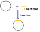 BEVS-service-content-1.png