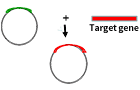 Ecoli-service-content-1.png