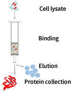 Ecoli-service-content-3.png