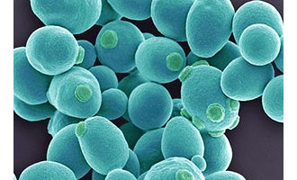 Yeast-info-top_1.jpg