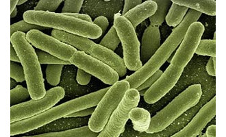 E.coil-info-top.jpg