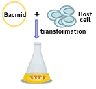 BEVS-service-content-2.png