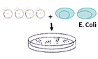 Ecoli-service-content-2.png