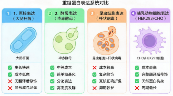 图1：四大重组蛋白表达系统，原核、酵母、昆虫细胞、哺乳动物细胞的特性与优缺点对比20260908102428859.png