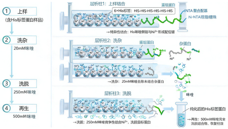 图3：His标签镍柱亲和纯化分子机制及四步操作流程20260908102451654.png